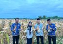 Panen Jagung di Kopo, Bupati Serang Ratu Zakiyah Sebut Mewujudkan Swasembada Pangan
