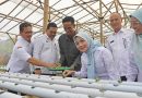 Panen Perdana Selada Hidroponik, Ratu Zakiyah jadikan BUMDes Cibojong Padarincang Pilot Project