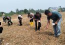 Wujud Nyata Ketahanan Pangan, Kapolsek Cikande Beri Bantuan Pupuk di Lahan Jagung BUMDes Bina Rakyat