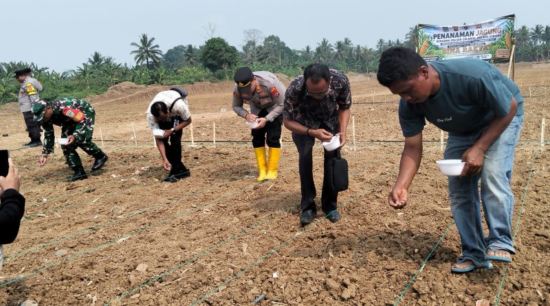 Wujud Nyata Ketahanan Pangan, Kapolsek Cikande Beri Bantuan Pupuk di Lahan Jagung BUMDes Bina Rakyat