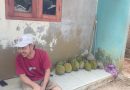 Musim Durian Tiba, Kampung Kadu Betus Carita Ramai Diserbu Pemburu Durian Jatuhan