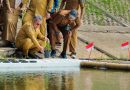 Pemkot Tangsel Uji Coba Tanam Padi Apung di Tandon Ciater